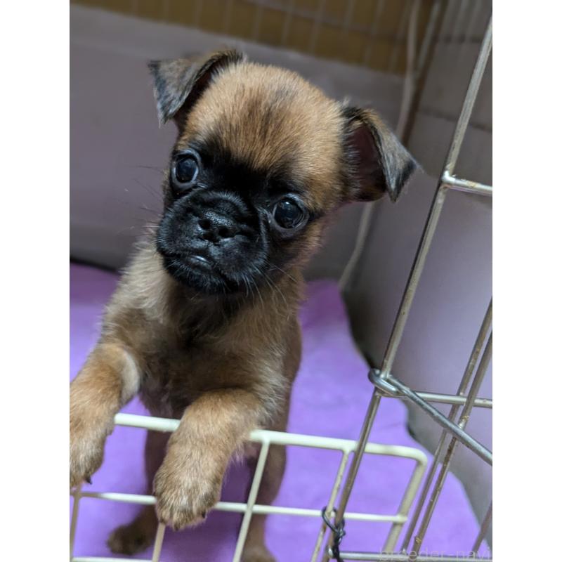 成約済の愛知県のプチブラバンソン-413523の11枚目