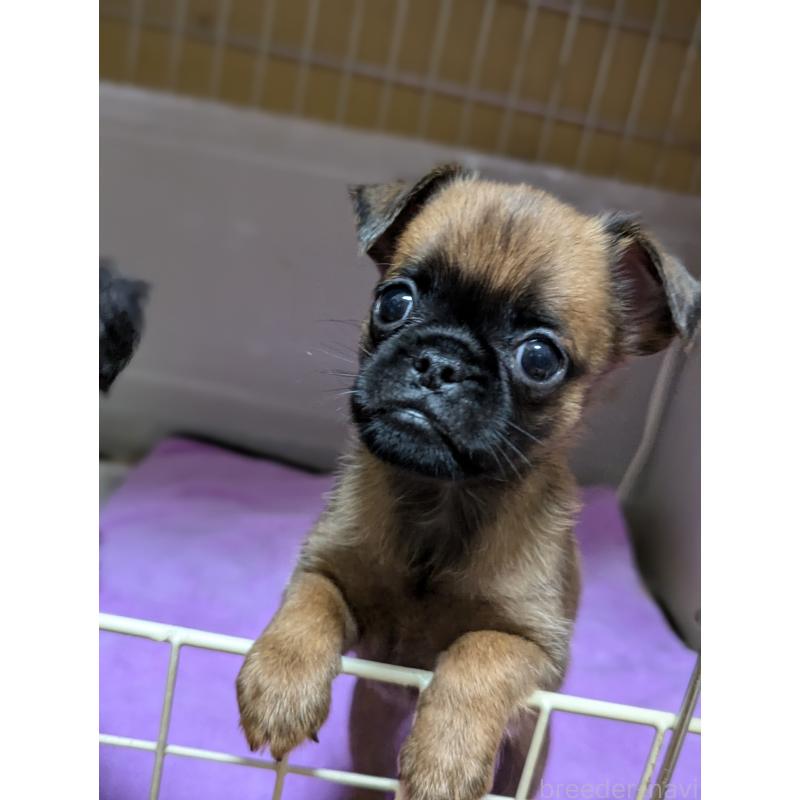 成約済の愛知県のプチブラバンソン-413523の10枚目