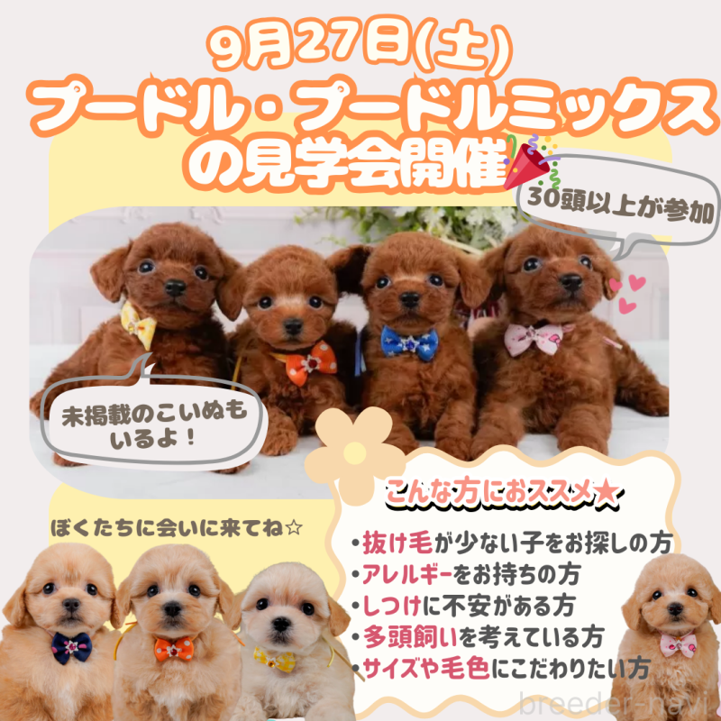 販売中の神奈川県のトイプードル-415162の2枚目
