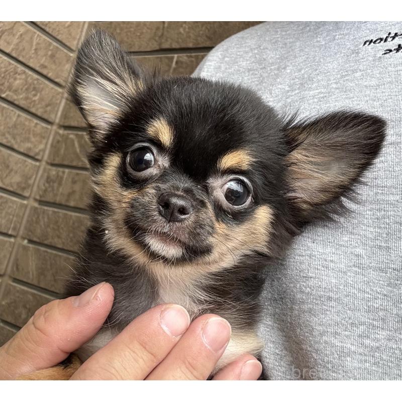 販売中の埼玉県のチワワ(ロングコート)-409375の4枚目