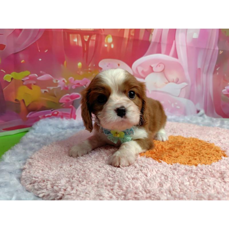 成約済の神奈川県のキャバリアキングチャールズスパニエル-412261の6枚目