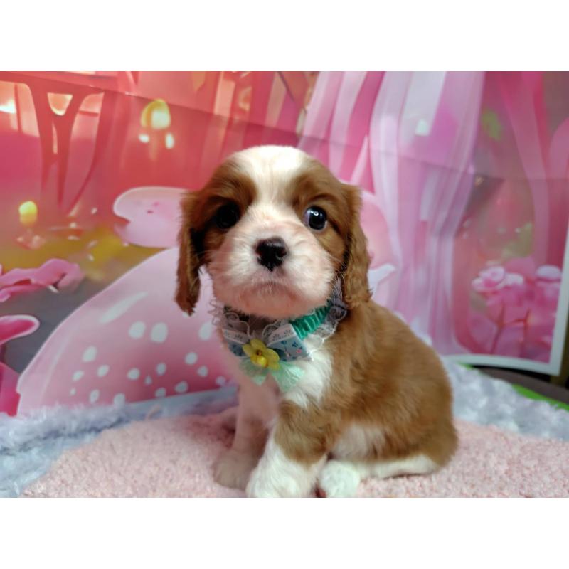 成約済の神奈川県のキャバリアキングチャールズスパニエル-412261の5枚目