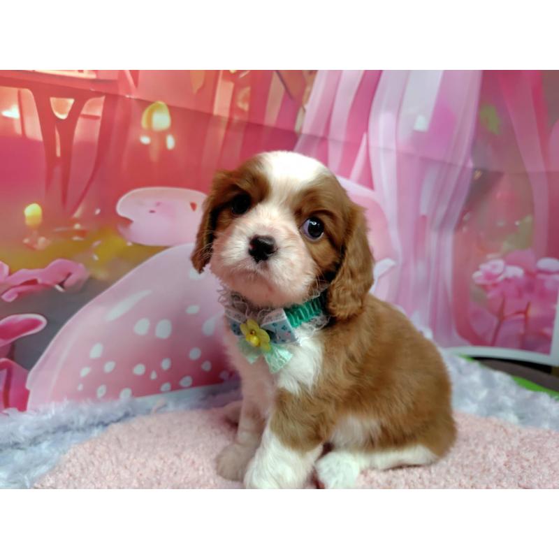 成約済の神奈川県のキャバリアキングチャールズスパニエル-412261の4枚目