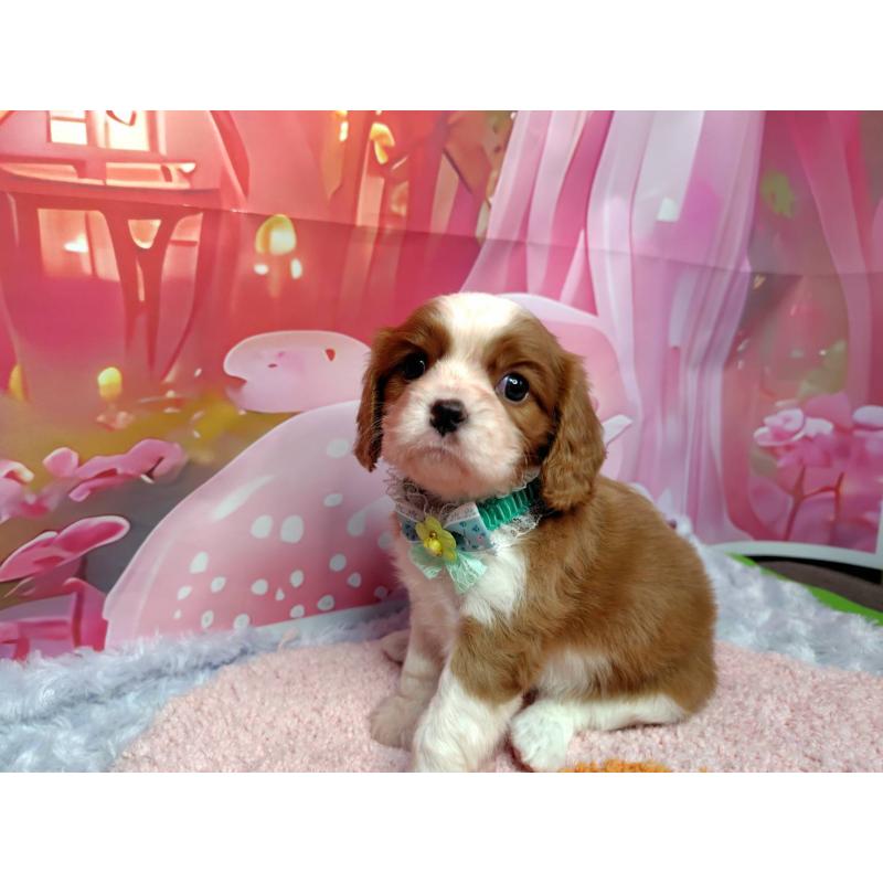 成約済の神奈川県のキャバリアキングチャールズスパニエル-412261の3枚目