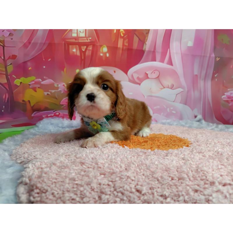 成約済の神奈川県のキャバリアキングチャールズスパニエル-412261の2枚目