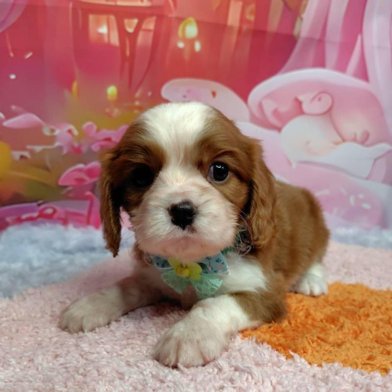 成約済の神奈川県のキャバリアキングチャールズスパニエル-412261