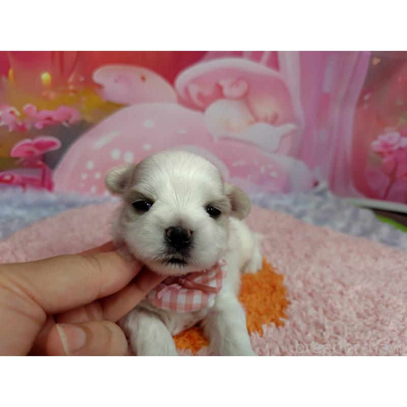 販売中の神奈川県のマルチーズ-415177の2枚目