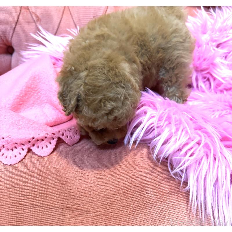 販売中の香川県のティーカッププードル-408918の27枚目