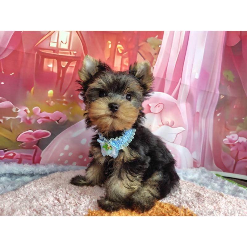 販売中の神奈川県のヨークシャーテリア-404003の8枚目