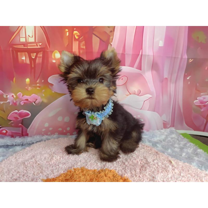 販売中の神奈川県のヨークシャーテリア-404003の7枚目