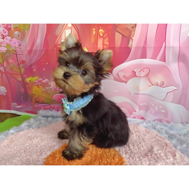 販売中の神奈川県のヨークシャーテリア-404003の6枚目