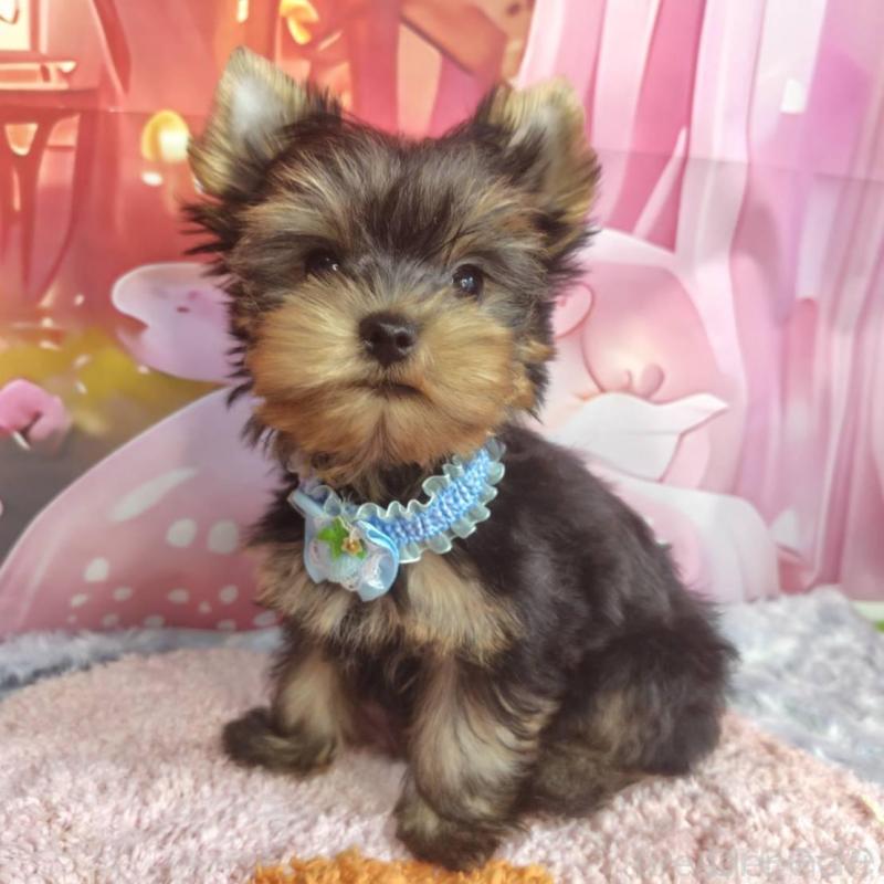 販売中の神奈川県のヨークシャーテリア-404003の5枚目