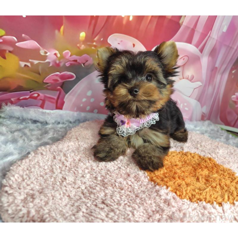 成約済の神奈川県のヨークシャーテリア-403997の5枚目