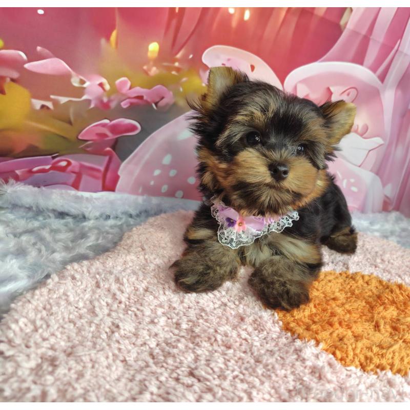 成約済の神奈川県のヨークシャーテリア-403997の4枚目