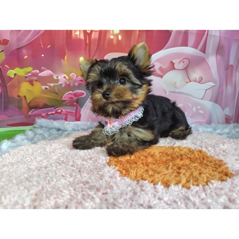 成約済の神奈川県のヨークシャーテリア-403997の3枚目