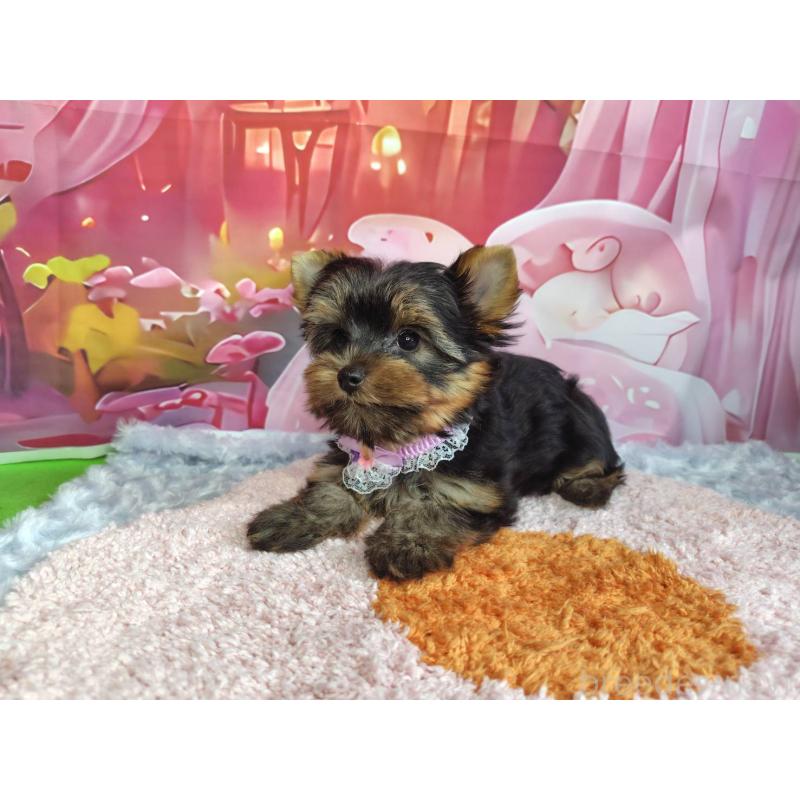 成約済の神奈川県のヨークシャーテリア-403997の2枚目