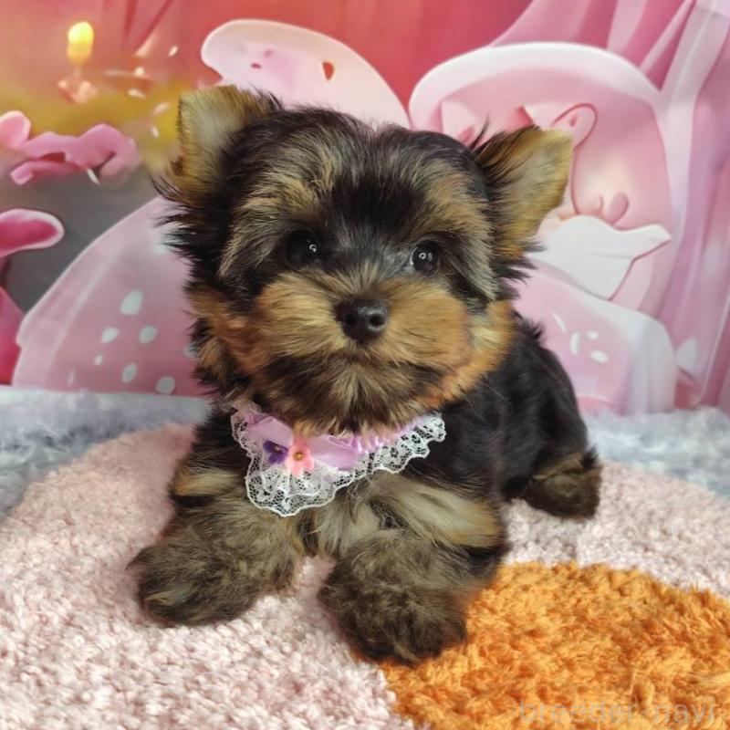 成約済の神奈川県のヨークシャーテリア-403997の1枚目