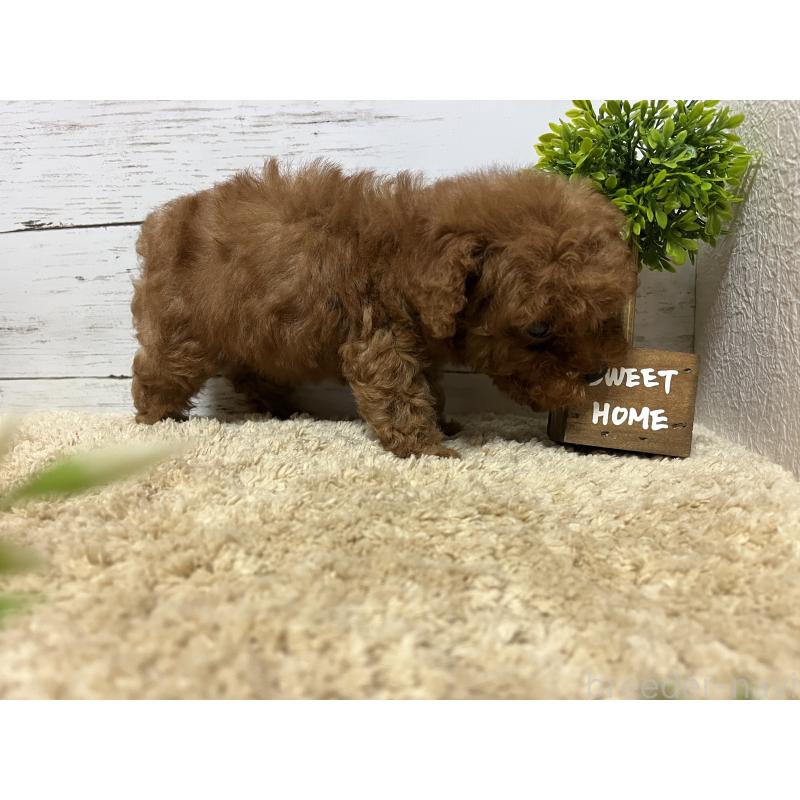 販売中の福岡県のトイプードル-415228の10枚目