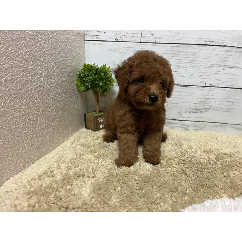 販売中の福岡県のトイプードル-415235の10枚目