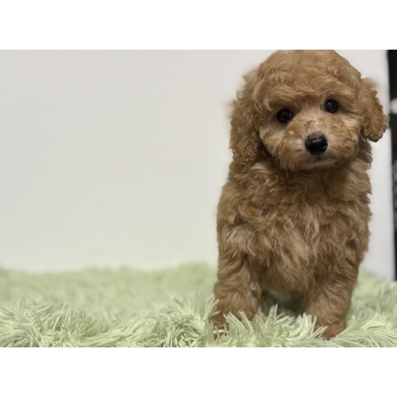 成約済の埼玉県のトイプードル-402243の4枚目