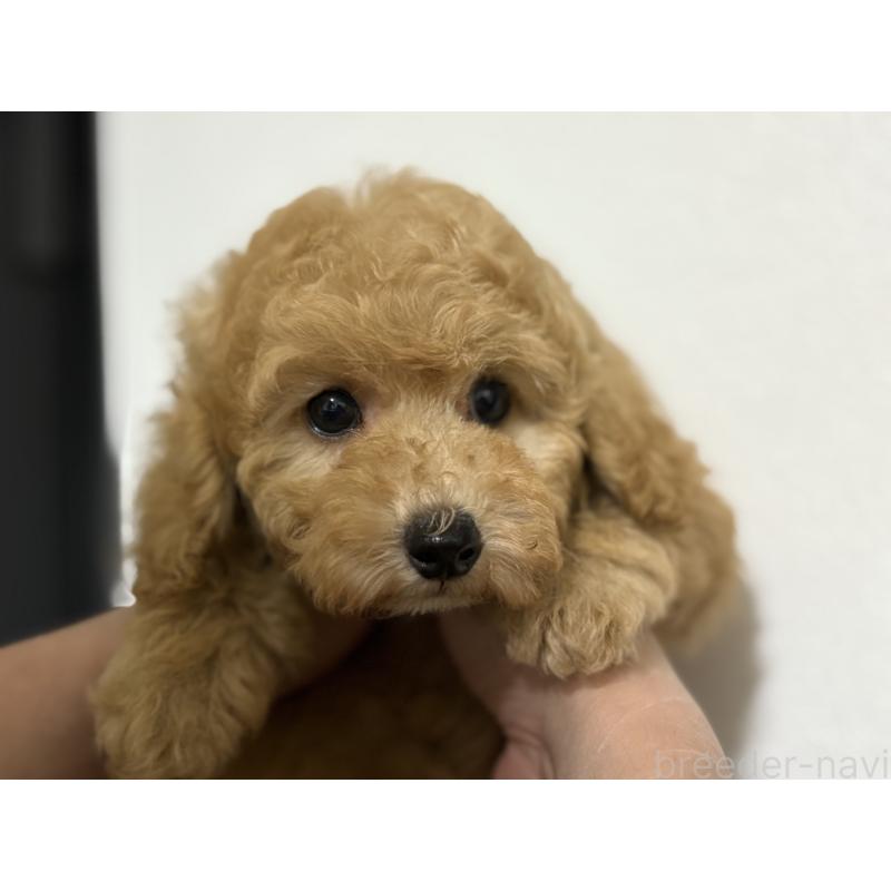 成約済の埼玉県のトイプードル-402243の3枚目