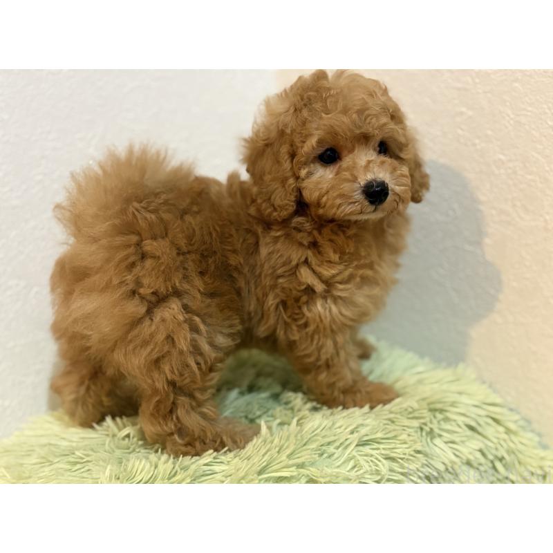 成約済の埼玉県のトイプードル-402243の2枚目