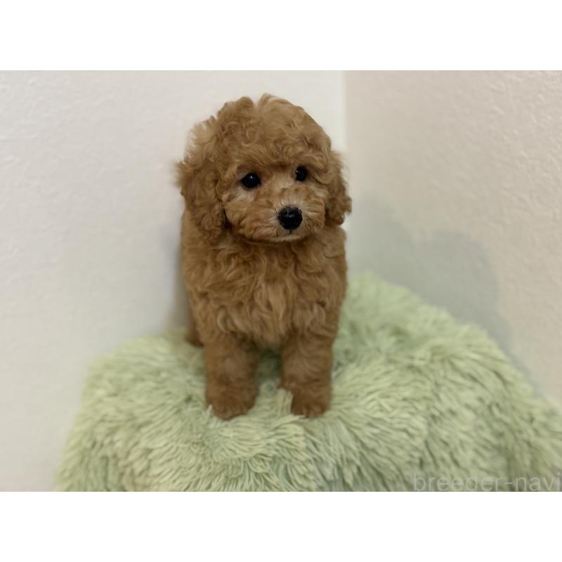 成約済の埼玉県のトイプードル-402243の1枚目