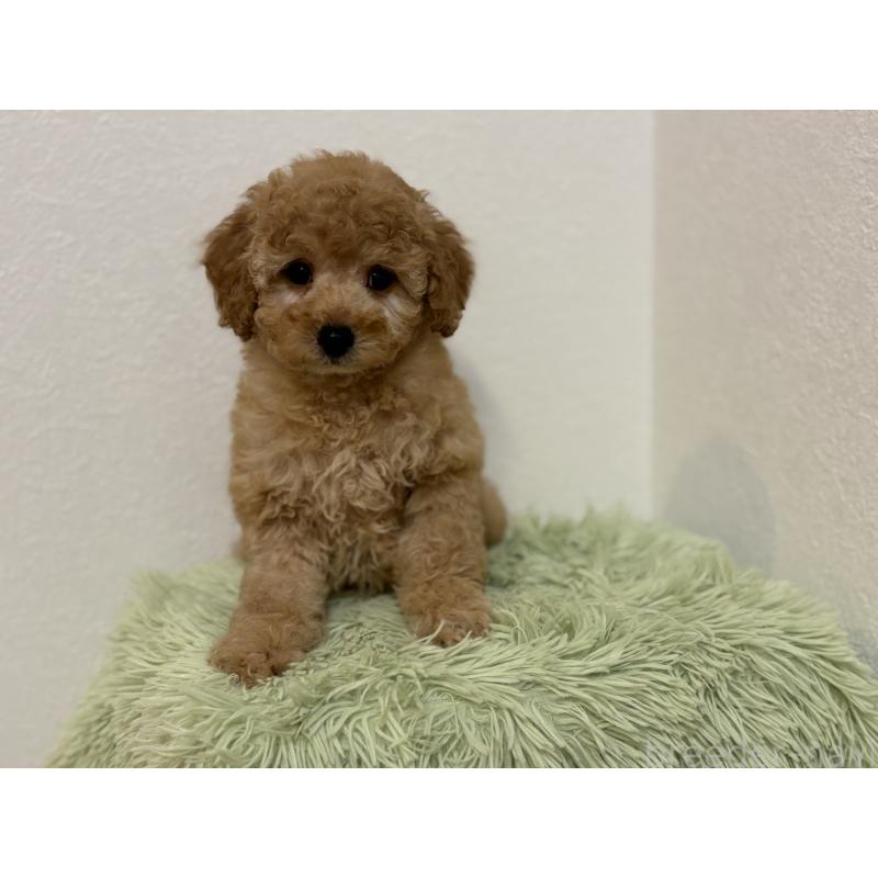 成約済の埼玉県のトイプードル-402524の4枚目