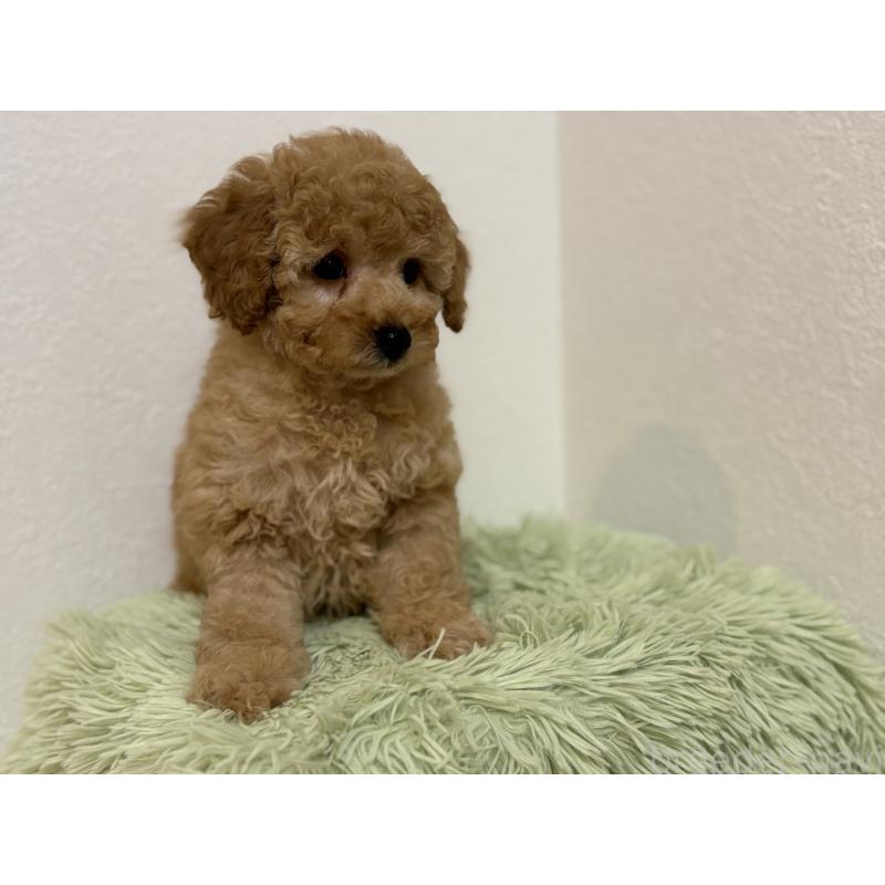 成約済の埼玉県のトイプードル-402524の3枚目