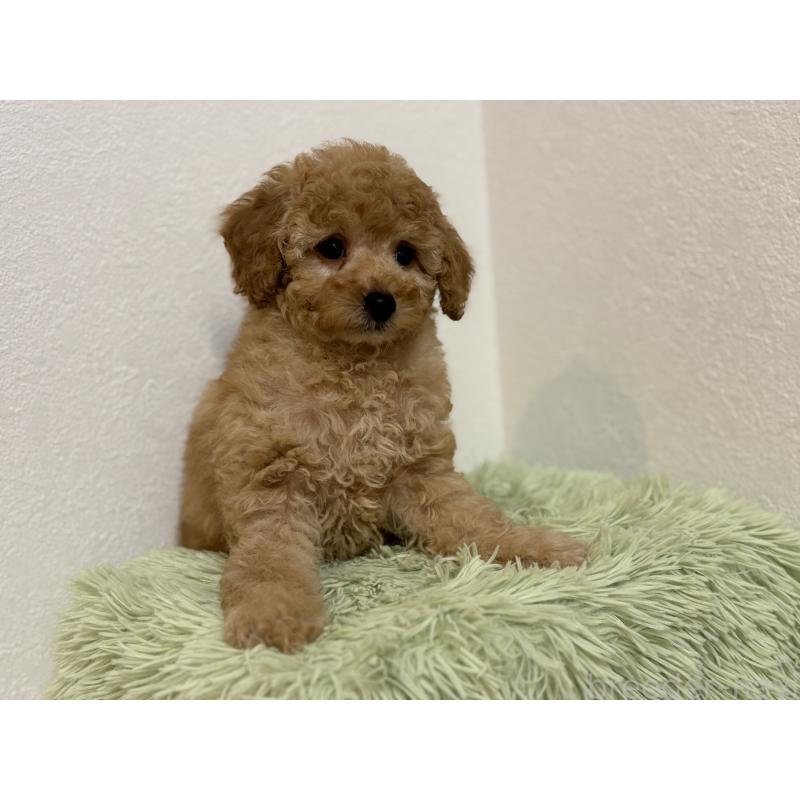 成約済の埼玉県のトイプードル-402524の1枚目