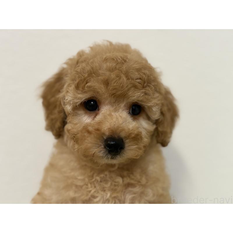 成約済の埼玉県のトイプードル-402524の2枚目