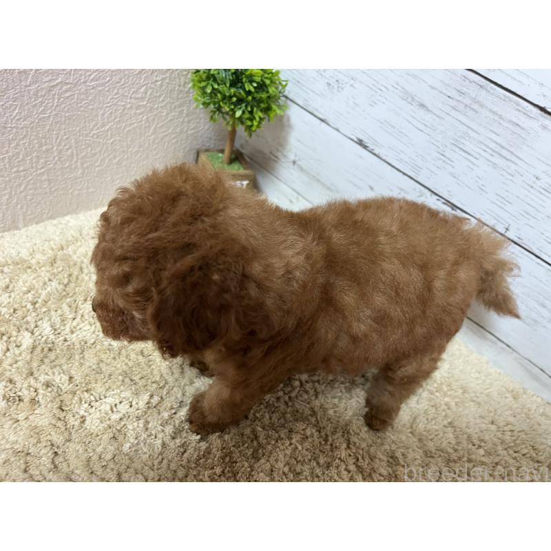 販売中の福岡県のトイプードル-415235の2枚目