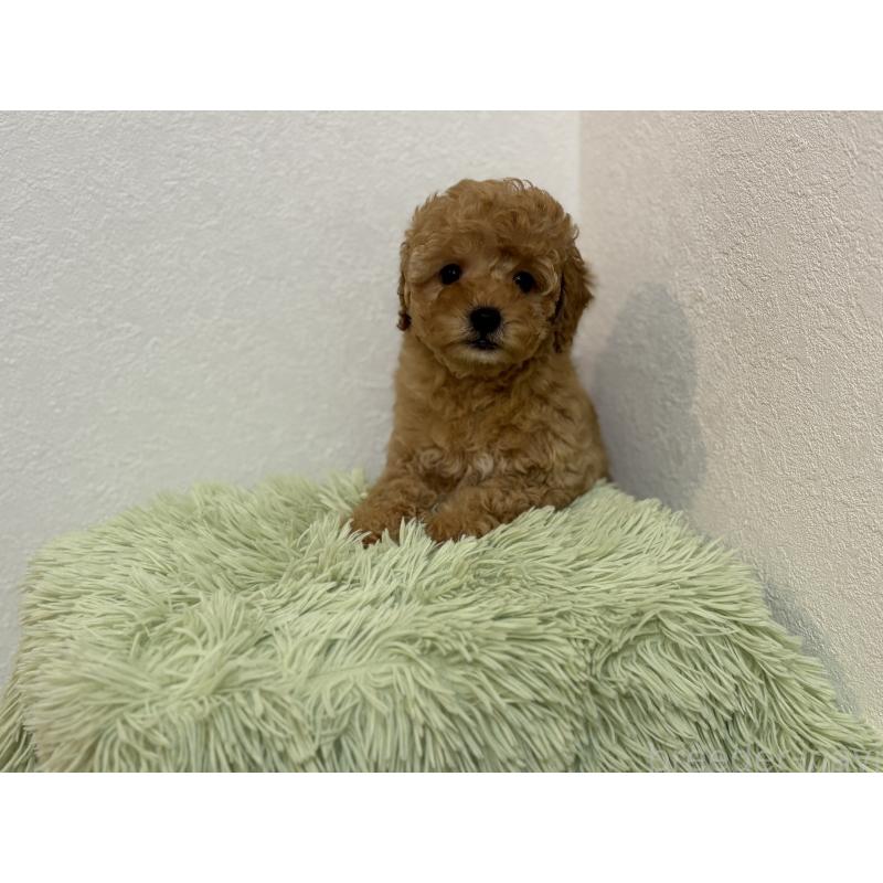 成約済の埼玉県のトイプードル-402525の4枚目