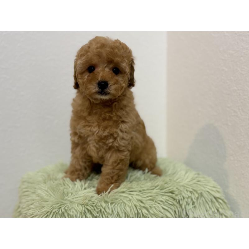 成約済の埼玉県のトイプードル-402525の1枚目