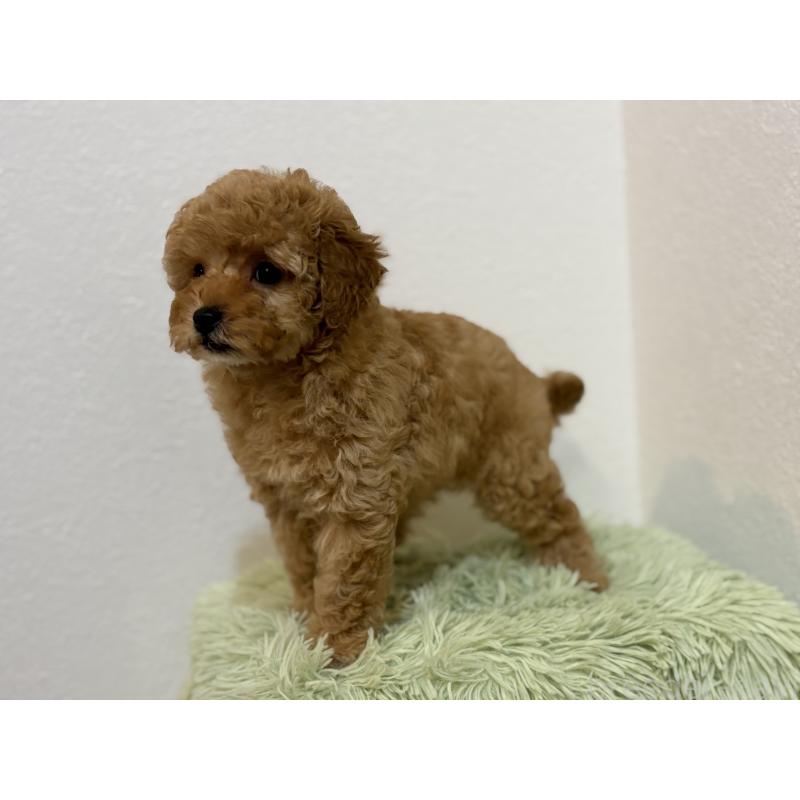 成約済の埼玉県のトイプードル-402525の3枚目