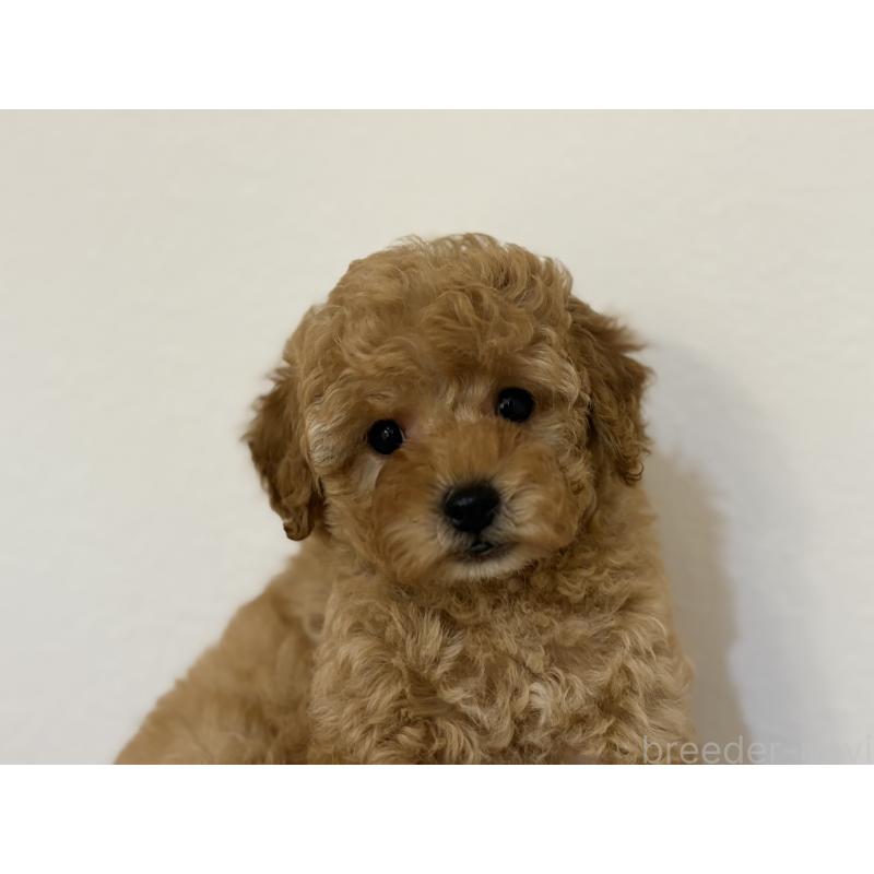 成約済の埼玉県のトイプードル-402525の2枚目