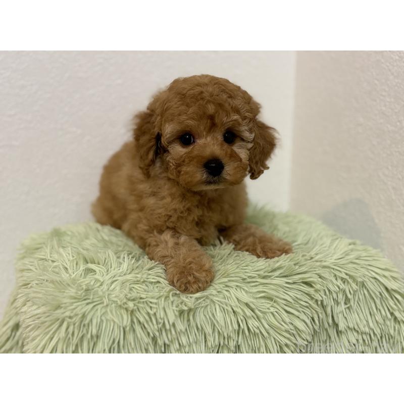 成約済の埼玉県のトイプードル-402526の4枚目