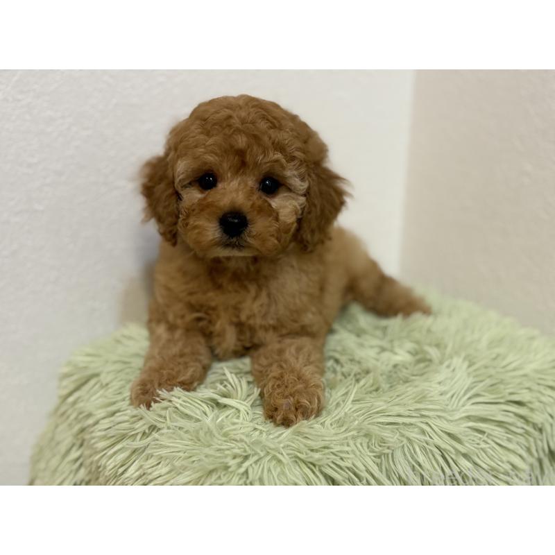 成約済の埼玉県のトイプードル-402526の3枚目