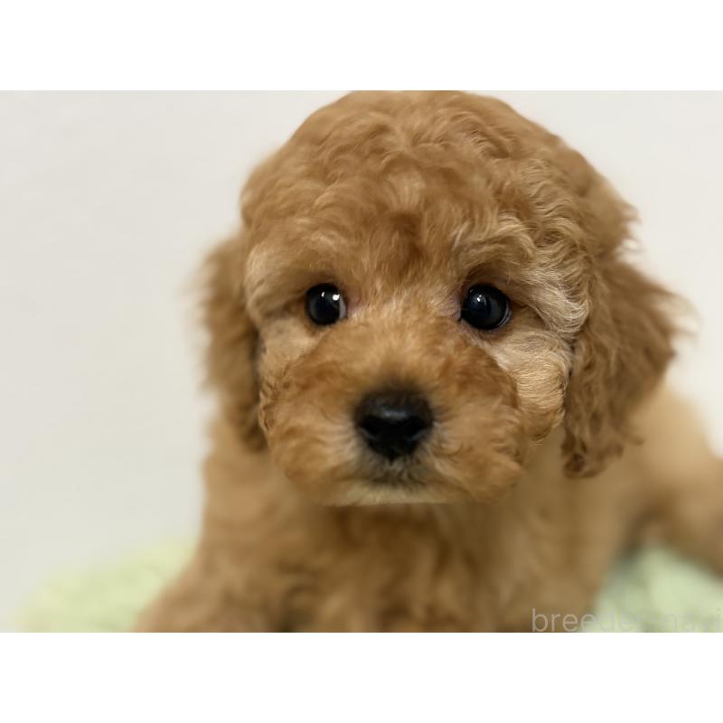 成約済の埼玉県のトイプードル-402526の2枚目