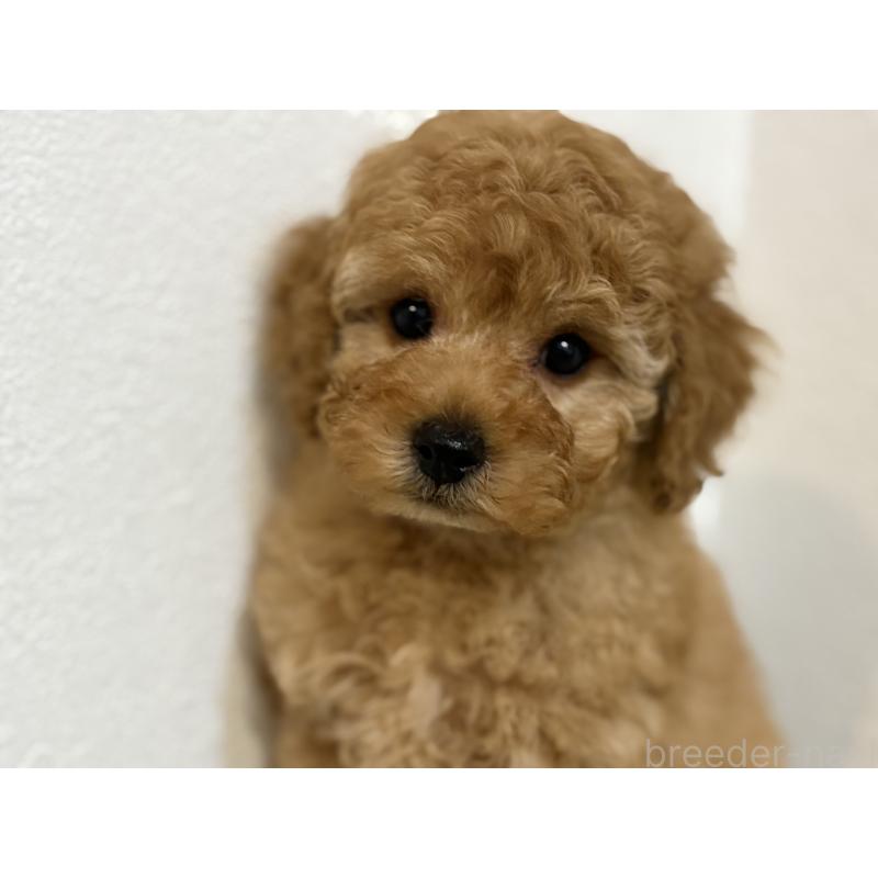 成約済の埼玉県のトイプードル-402526の1枚目