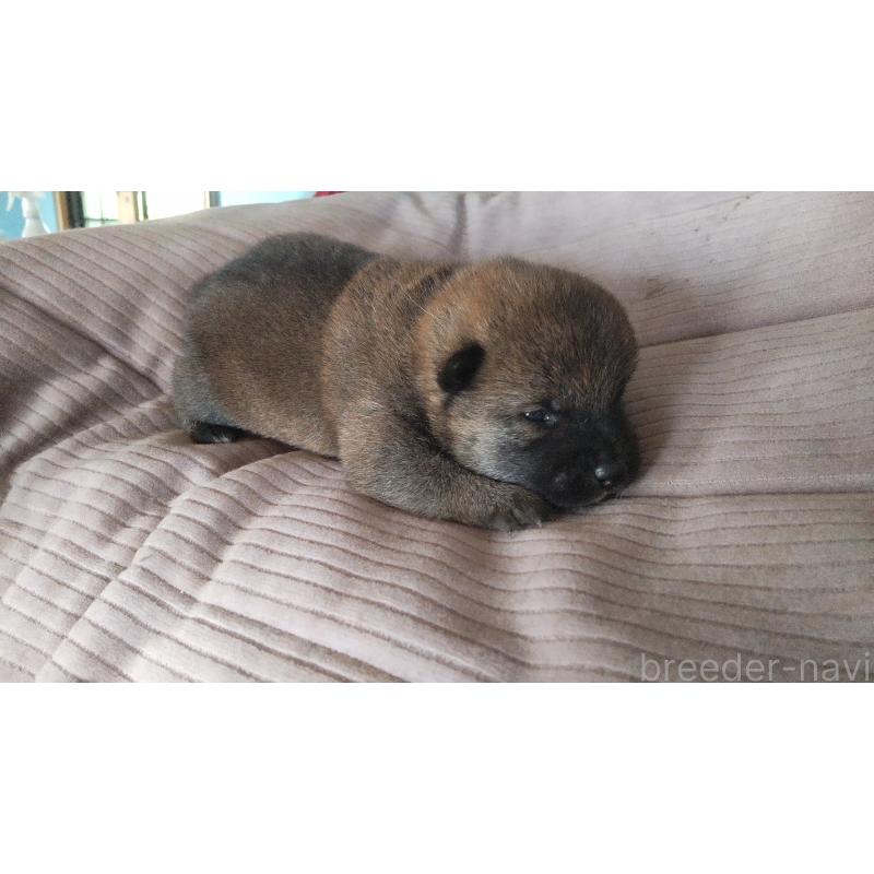 販売中の秋田県の柴犬-415240の2枚目