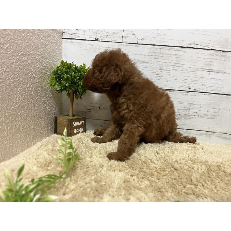 販売中の福岡県のトイプードル-415243の6枚目
