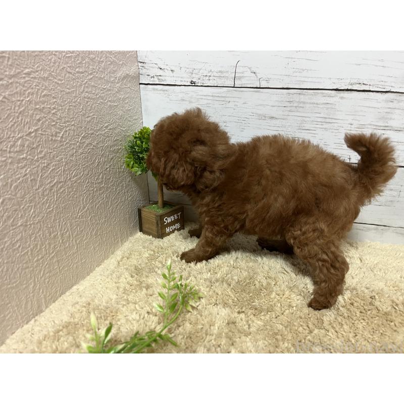 販売中の福岡県のトイプードル-415243の5枚目