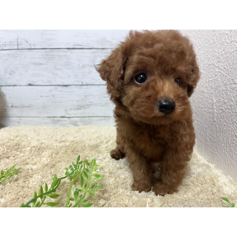 販売中の福岡県のトイプードル-415243の4枚目