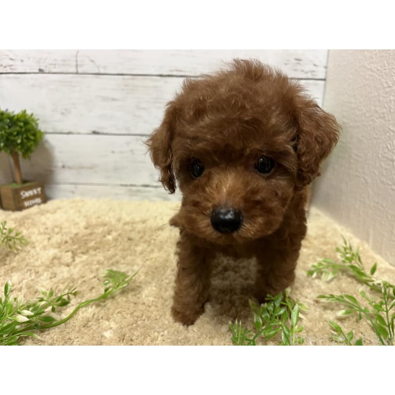 販売中の福岡県のトイプードル-415243の2枚目