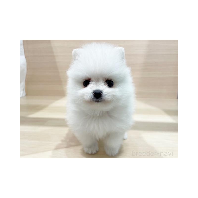 販売中ののポメラニアン-415247