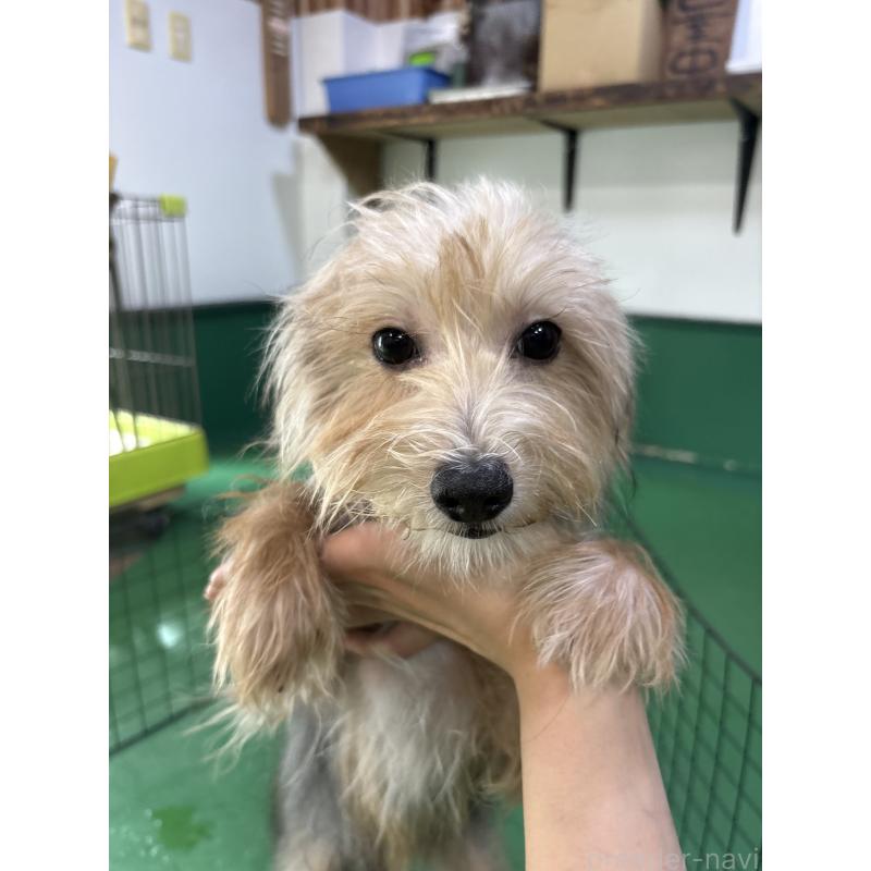 販売中の東京都のミックス犬-384239の3枚目