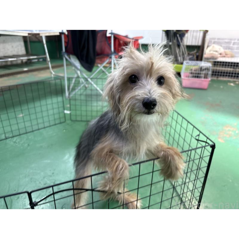 販売中の東京都のミックス犬-384239の2枚目