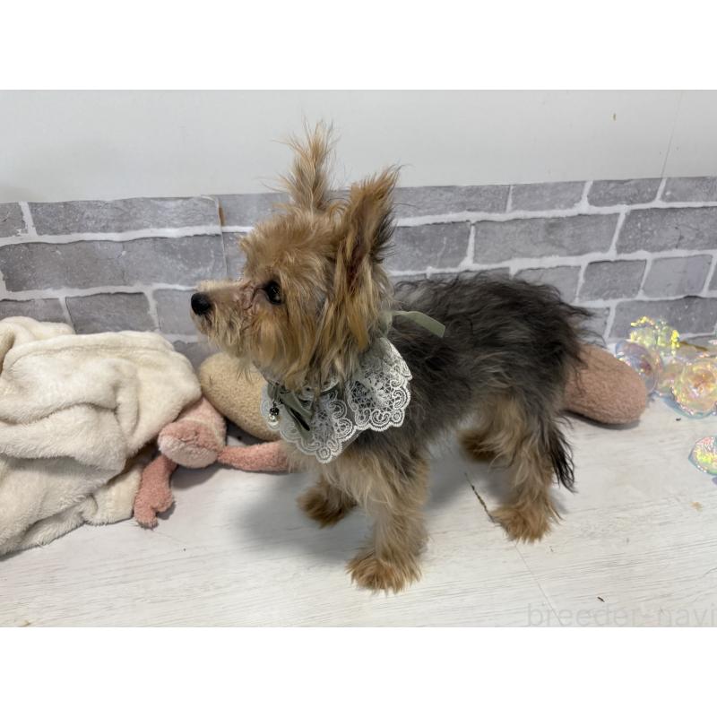 販売中の東京都のミックス犬-384240の3枚目