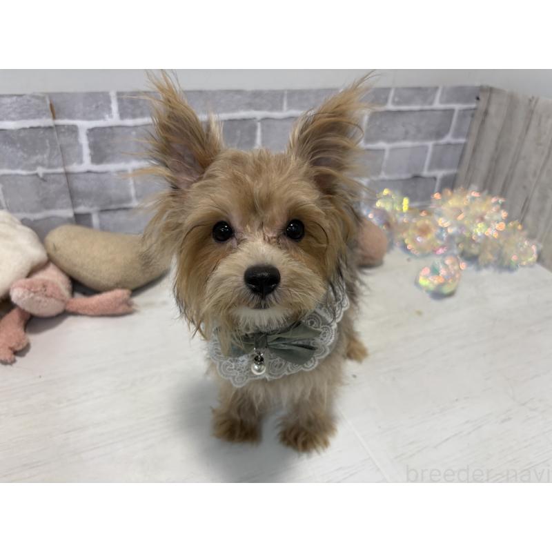 販売中の東京都のミックス犬-384240の2枚目